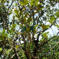 Semecarpus coriaceus Thwaites